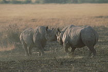 Black Rhinoceros (Diceros bicornis) males fighting, Masai Mara National Reserve, Kenya