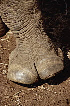 White Rhinoceros (Ceratotherium simum) close-up of foot, Lewa Wildlife Conservancy, Kenya