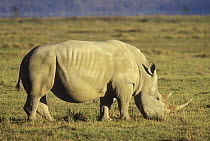 White Rhinoceros (Ceratotherium simum) male which was introduced to park grazes peacefully, Lake Nakuru National Park, Kenya