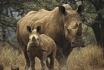 White Rhinoceros (Ceratotherium simum) mother with baby, Lewa Wildlife Conservancy, Kenya