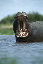 Hippopotamus (Hippopotamus amphibius) bull threat displaying, Dish Pan, Linyanti Swamp, Botswana
