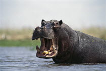 Hippopotamus (Hippopotamus amphibius) bull threat displaying, Dish Pan, Linyanti Swamp, Botswana