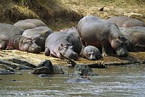 Hippopotamus (Hippopotamus amphibius) group resting on shore of Mara River, Masai Mara Reserve, Kenya
