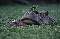 Hippopotamus (Hippopotamus amphibius) pair swimming in water lettuce, Serengeti National Park, Tanzania