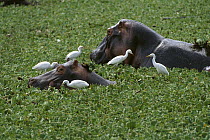 Hippopotamus (Hippopotamus amphibius) mother and young in water lettuce are surrounded by Cattle Egrets (Bulbulcus ibis), Serengeti National Park, Tanzania