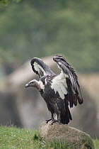 White-backed Vulture (Gyps africanus), east Africa