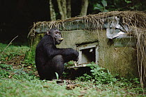Chimpanzee (Pan troglodytes) at banana station, Gombe Stream National Park, Tanzania