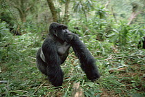 Mountain Gorilla (Gorilla gorilla beringei) male, Virunga Mountains, Rwanda
