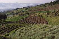 Chrysanthemum (Chrysanthemum sp) fields on east slope of Virunga Mountains with Mount Muhabura in the distance, Rwanda