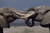 African Elephant (Loxodonta africana) close up portrait of two bulls engaging in greeting ritual, Amboseli National Park, Kenya