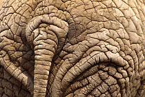 African Elephant (Loxodonta africana) tail and hide, Amboseli National Park, Kenya