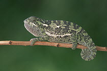 Flap-necked Chameleon (Chamaeleo dilepis) portrait on twig, Okavango Delta, Botswana