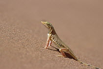 Anchieta's Desert Lizard (Meroles anchietae) side-view portrait on dune slip face, Namib-Naukluft National Park, Namibia