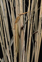 Mantid (Pyrgomantis sp) camouflaged in grass, Okavango Delta, Botswana