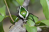 Emerald Fruit Chafer Beetle (Dicronorrhina derbyana) on branch among leaves, Zambezi National Park, Zimbabwe