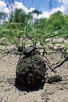 Dung Beetle (Scarabaeidae) rolling dung ball, Matetsi safari area, Zimbabwe