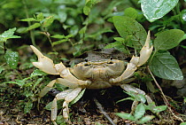 Gombe Land Crab, close-up portrait, Gombe Stream National Park, Tanzania