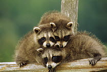 Raccoon (Procyon lotor) three orphan babies, Aspen Valley, Ontario, Canada