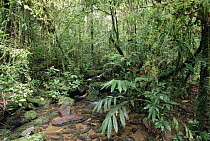 Mountain stream through montane tropical rainforest, 1200 meters high, Mt Bosavi, Papua New Guinea