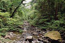 Mekolosene River running through montane tropical rainforest, southern slope of Mt Bosavi, Papua New Guinea