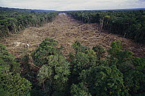 Clearing of tropical rainforest south of Lake Kutubu for Gobe oil camp, Papua New Guinea
