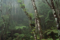 Cloud forest interior in upper montane zone at 6,500 ft, Mount Kinalabu Nation Park, Crocker Range, Borneo, Malaysia