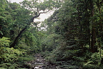 Mekolosene River flowing through montane tropical rainforest, southern slope of Mt Bosavi, Papua New Guinea