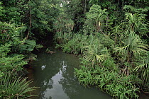 Pandan along water channels in dense lowland tropical rainforest, Lower Kikori Basin, Papua New Guinea
