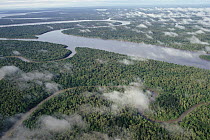 Aerial view of meandering Kikori River and streams through lowland tropical rainforest in Kikori Delta on the Gulf of Papua, Papua New Guinea