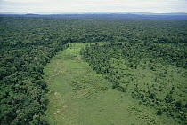 Regrowth of rainforest over old river channel, aerial view of Kikori River Delta region, Papua New Guinea