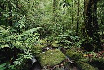 Mountain stream flowing through montane tropical rainforest at 1200 meters, Mt Bosavi, Papua New Guinea