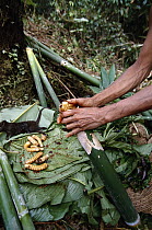 Sago Palm Beetle larvae being prepared for cooking, Kasua Bush Camp, southeastern slope of Mt Bosavi, Papua New Guinea