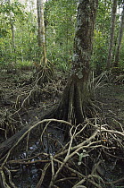 Mangrove in lowland tropical rainforest at low tide along Gulf of Papua, Kikori Delta region, Papua New Guinea