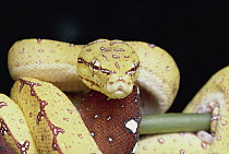 Green Tree Python (Chondropython viridis) juvenile, Papua New Guinea