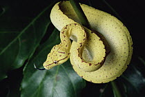Green Tree Python (Chondropython viridis) juvenile uncoiling, Papua New Guinea