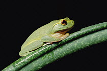Dainty Tree Frog (Litoria gracilenta), Daintree National Park, Queensland, Australia