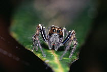Jumping Spider (Plexippus paykulli) on leaf, front view, Kikori Delta, Papua New Guinea