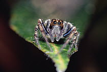 Jumping Spider (Plexippus paykulli) close up on leaf, front view, Kikori Delta, Papua New Guinea