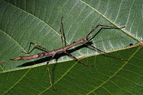 Stick Insect on leaf, Papua New Guinea