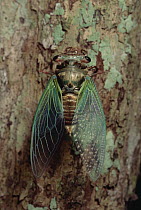 Cicada (Cryptotympana aquila) emerging at night, Taman Negara National Park, Malaysia