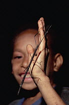 Bosavi Stick insect on child's hand, Mt Bosavi, Papua New Guinea