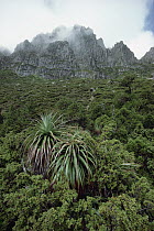 Temperate rainforest below Cradle Mountain, Lake St Clair National Park, Tasmania, Australia