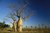 Australian Baobab (Adansonia gregorii) trees, western Australia