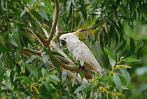 Sulphur-crested Cockatoo (Cacatua galerita) perched in tree, Australia