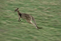 Eastern Grey Kangaroo (Macropus giganteus) jumping through prairie field, Australia