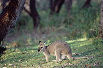 Whiptail Wallaby (Macropus parryi) portrait, southeast Australia