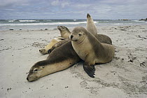 Australian Sea Lion (Neophoca cinerea) group resting on beach, Kangaroo Island, Australia