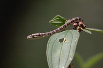 Brown Tree Snake (Boiga irregularis), native to tropical Australia but introduced to Guam where it has decimated native bird populations