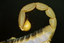 Giant Desert Hairy Scorpion (Hadrurus arizonensis) tail, southwest North America