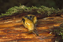 Banana Slug (Ariolimax columbianus) spotted morph, Mount Hood National Forest, Oregon